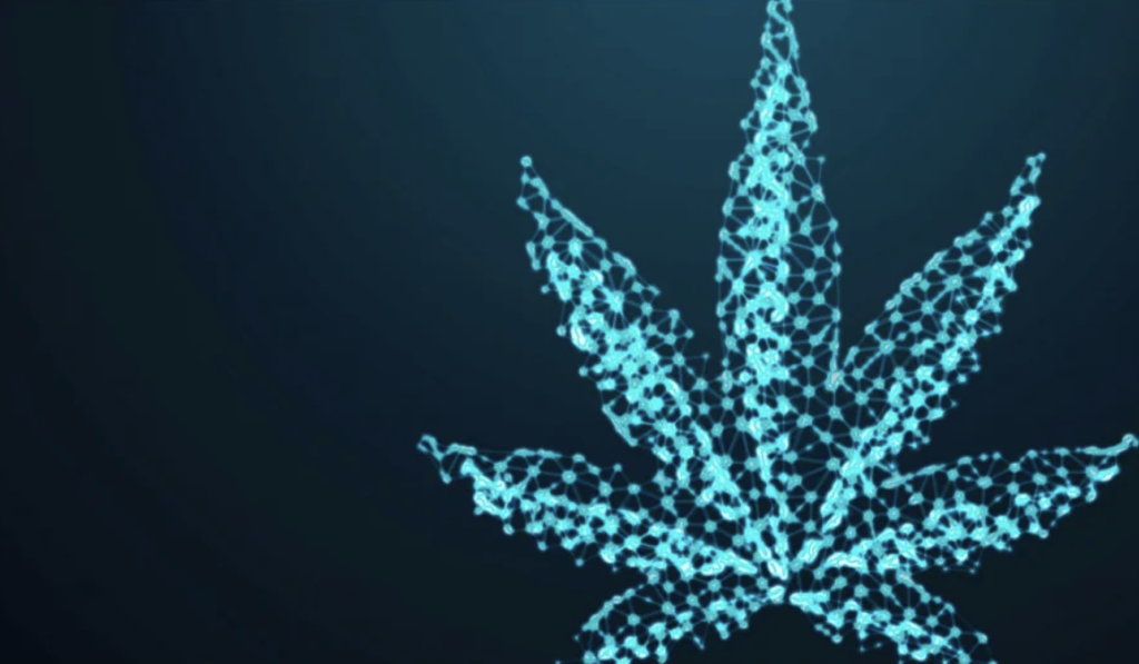 Inteligencia artificial llega a industria del cannabis medicinal, asegura Luis Doporto Alejandre