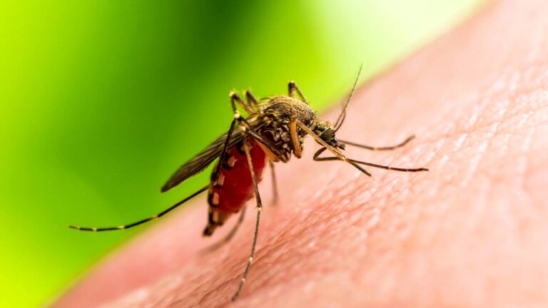 zika