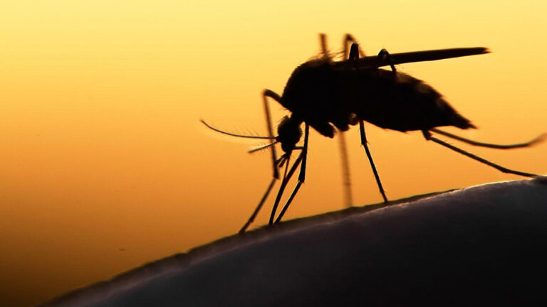fiebre del dengue