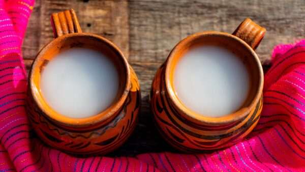 Con tecnología emergente buscan procesar pulque de tuna roja