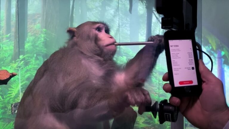 Denuncian muerte de monos en los ensayos de chips cerebrales