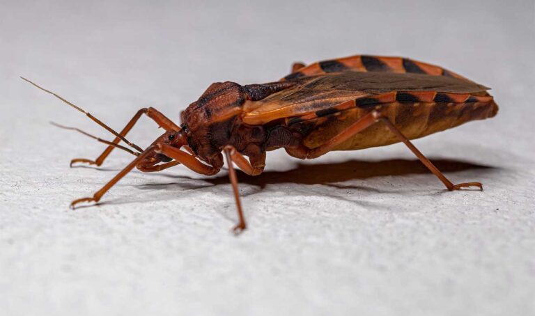 Crean innovador método de diagnóstico del Chagas