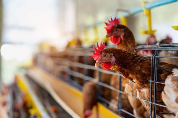 Científicos reconstruyeron el ADN de pollos antiguos