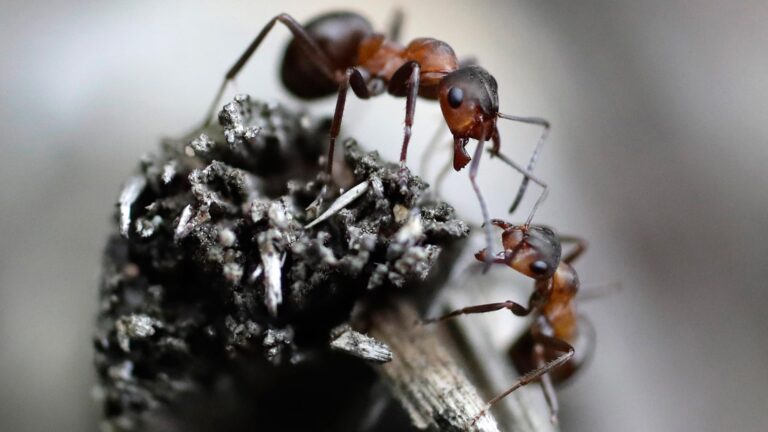Hormigas identifican si una herida está infectada