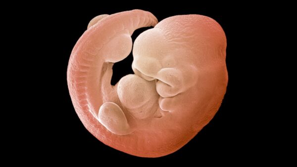 Crearon un embrión de ratón con seis extremidades