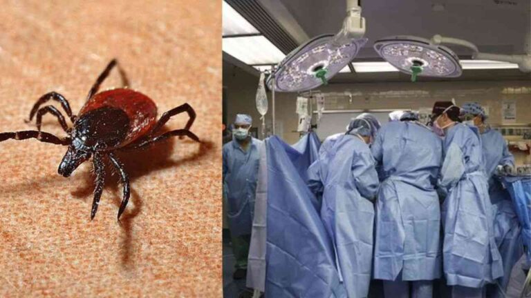 Hallan en China un nuevo virus transmitido por garrapatas
