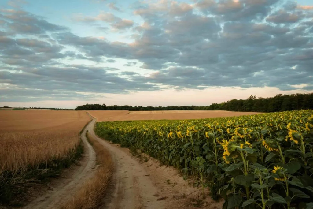 Campo de Uruguay con plantaciones de maíz y girasol, reflejo del ajuste de márgenes en el agro uruguayo