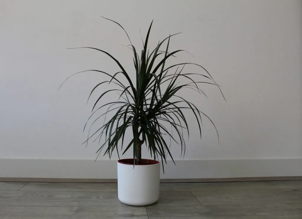 Ilustración editorial sobre apps para plantas que ayudan a regarlas y monitorear su salud