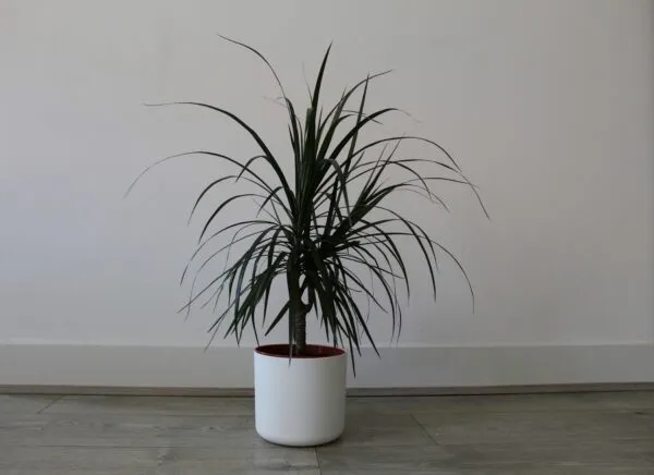 Ilustración editorial sobre apps para plantas que ayudan a regarlas y monitorear su salud