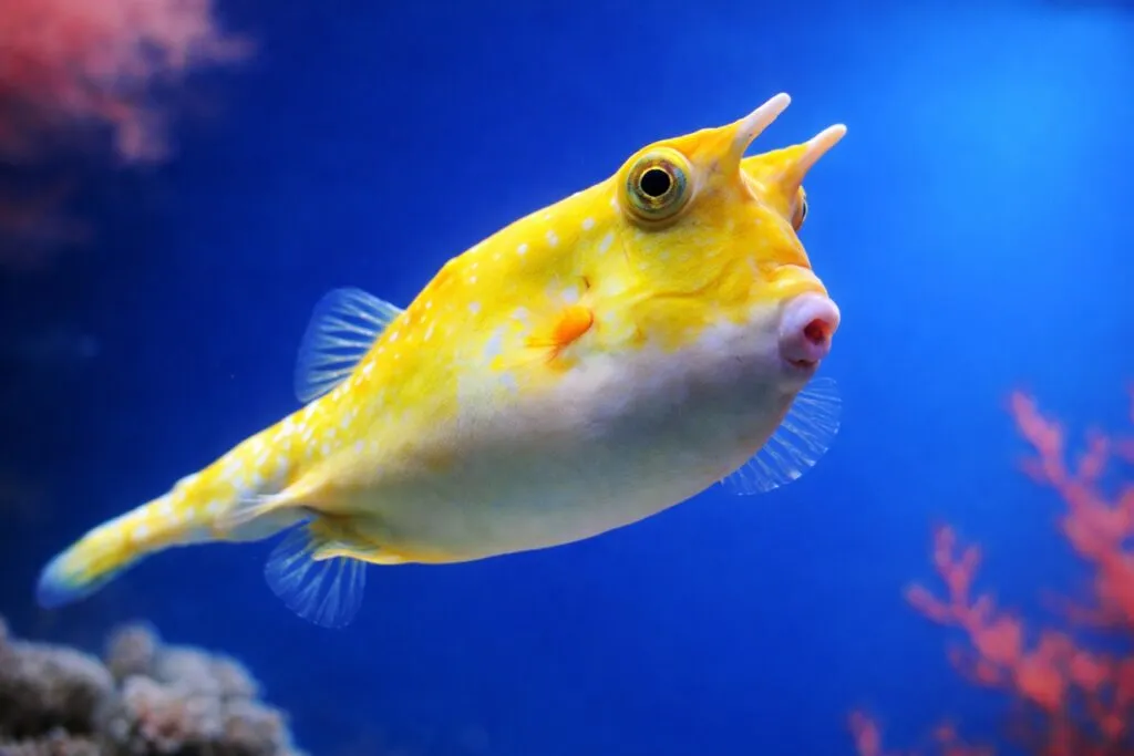 Pez con rasgos similares a un rostro humano captado en China, viralizado como pez Trump