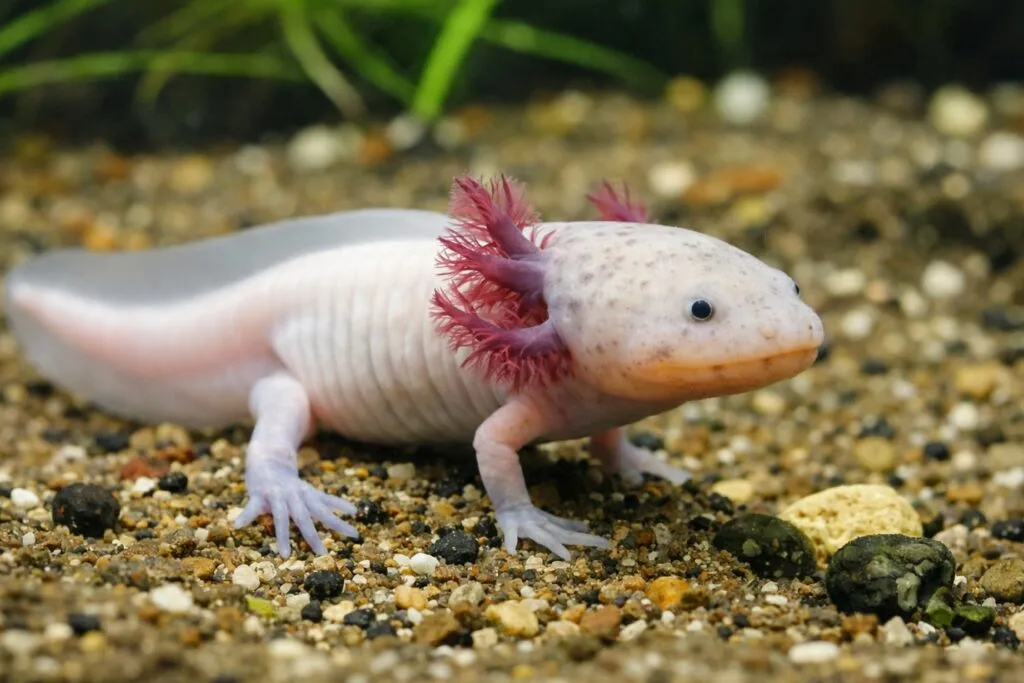 Salamandra ajolote mexicano regenerando tejido como símbolo de avances en medicina regenerativa