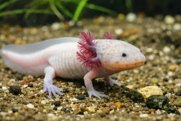 Salamandra ajolote mexicano regenerando tejido como símbolo de avances en medicina regenerativa