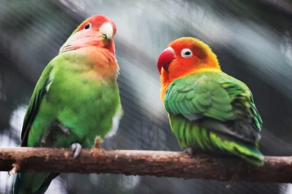Tráfico de aves protegidas en Yucatán con ofertas de loros en redes sociales y comercio ilegal digital