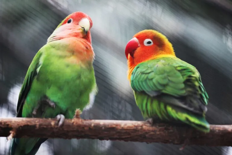 Tráfico de aves protegidas en Yucatán con ofertas de loros en redes sociales y comercio ilegal digital