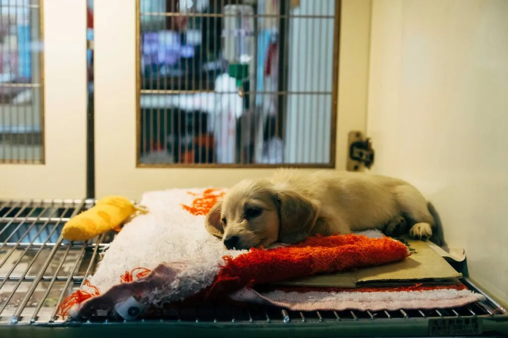 CDMX refuerza reglas contra venta de mascotas en redes sociales y anuncios ilegales