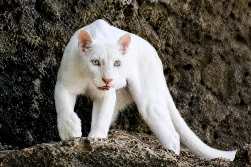 Itzae, puma albina de Nicaragua, en el Zoológico Thomas Belt bajo cuidados especiales