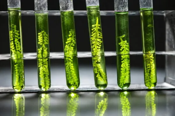 Microalgas para la piel usadas en nuevos protectores solares naturales con aplicaciones sostenibles para cosmética.