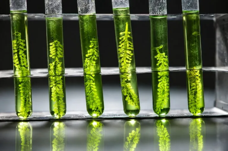 Microalgas para la piel usadas en nuevos protectores solares naturales con aplicaciones sostenibles para cosmética.