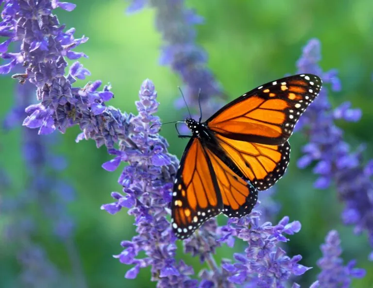 Mariposas monarca monitoreadas con sensores solares para estudiar su migración y mejorar la protección de sus refugios.