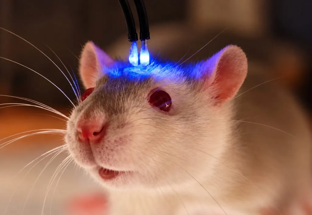 Representación científica de neuronas iluminadas mediante optogenética, tecnología reconocida con el Premio Nobel de Medicina 2026.