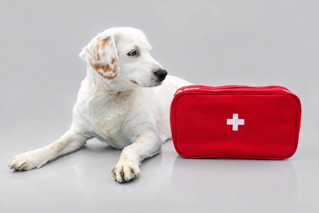 Botiquines veterinarios con medicamentos y suministros médicos para la atención de animales en clínicas de Argentina.